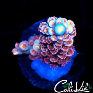 CK PRETTY IN PINK TENIUS