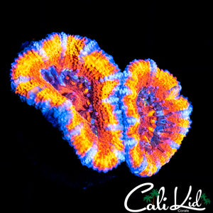 ULTIMATE RAINBOW ACAN DOUBLE