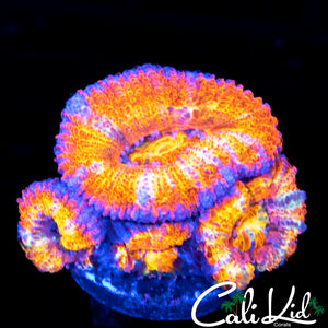 RAINBOW ACAN QUAD