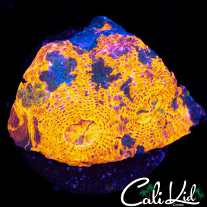 SPLATTER RAINBOW CHALICE