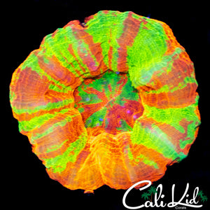 BEAUTIFUL TRI COLOR SCOLY