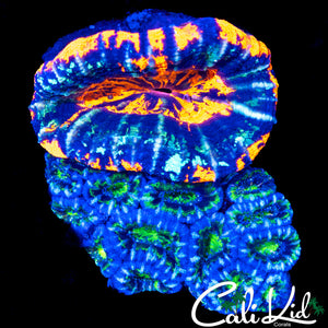 RARE COMBO ROCK SCOLY W/ ACAN