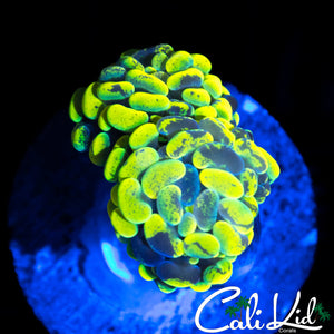 TRUE YELLOW BRANCHING SPLATTER HAMMER DOUBLE