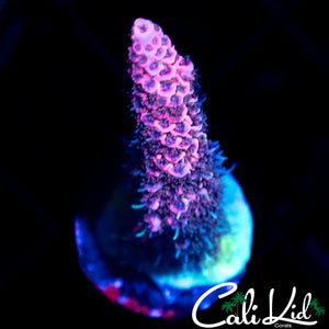 ULTRA PINK MILLI FRAG