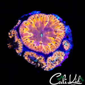 INDO RAINBOW BLASTO MINI COLONY