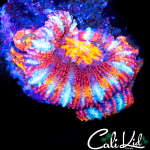 WHITE STRIPE ACAN W/ BABIES