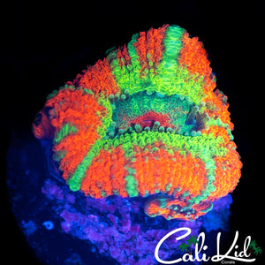 RARE ASIAN ACAN W/ BABIES