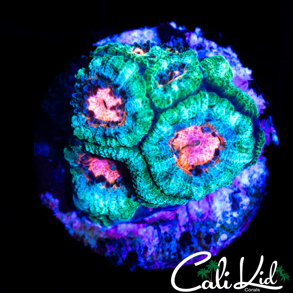 WATERMELON MICROMUSSA