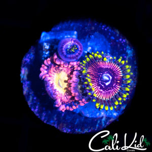 COMBO ZOA DOUBLE