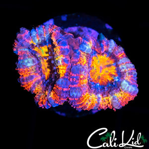 ULTIMATE RAINBOW ACAN DOUBLE