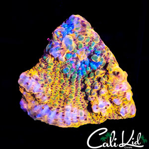 CK RIANBOW CONVICT CHALICE