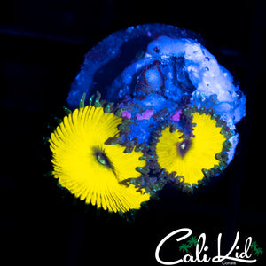 CK SOLAR DEITY DOUBLE