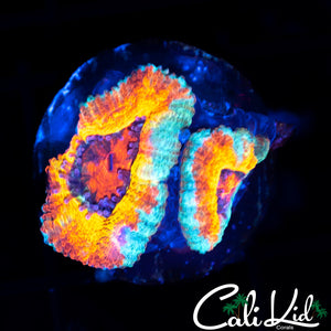 INSANE RAINBOW ACAN DOUBLE