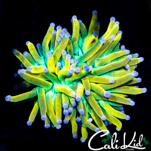 CK GODFATHER TORCH