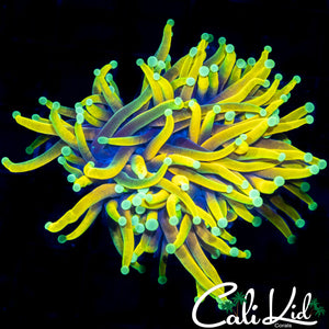 CK JUICY FRUIT TORCH