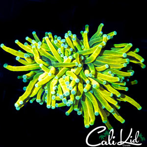 MELLOW YELLOW TORCH