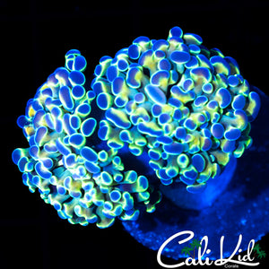 TRI COLOR BRANCHING HAMMER