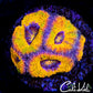 CK BANANA BOAT ACAN DOUBLE