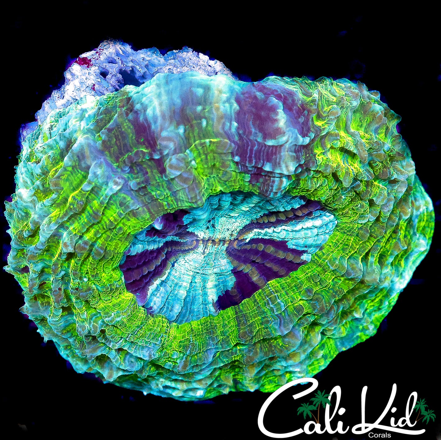 LIGHTNING BOLT ACANTHO