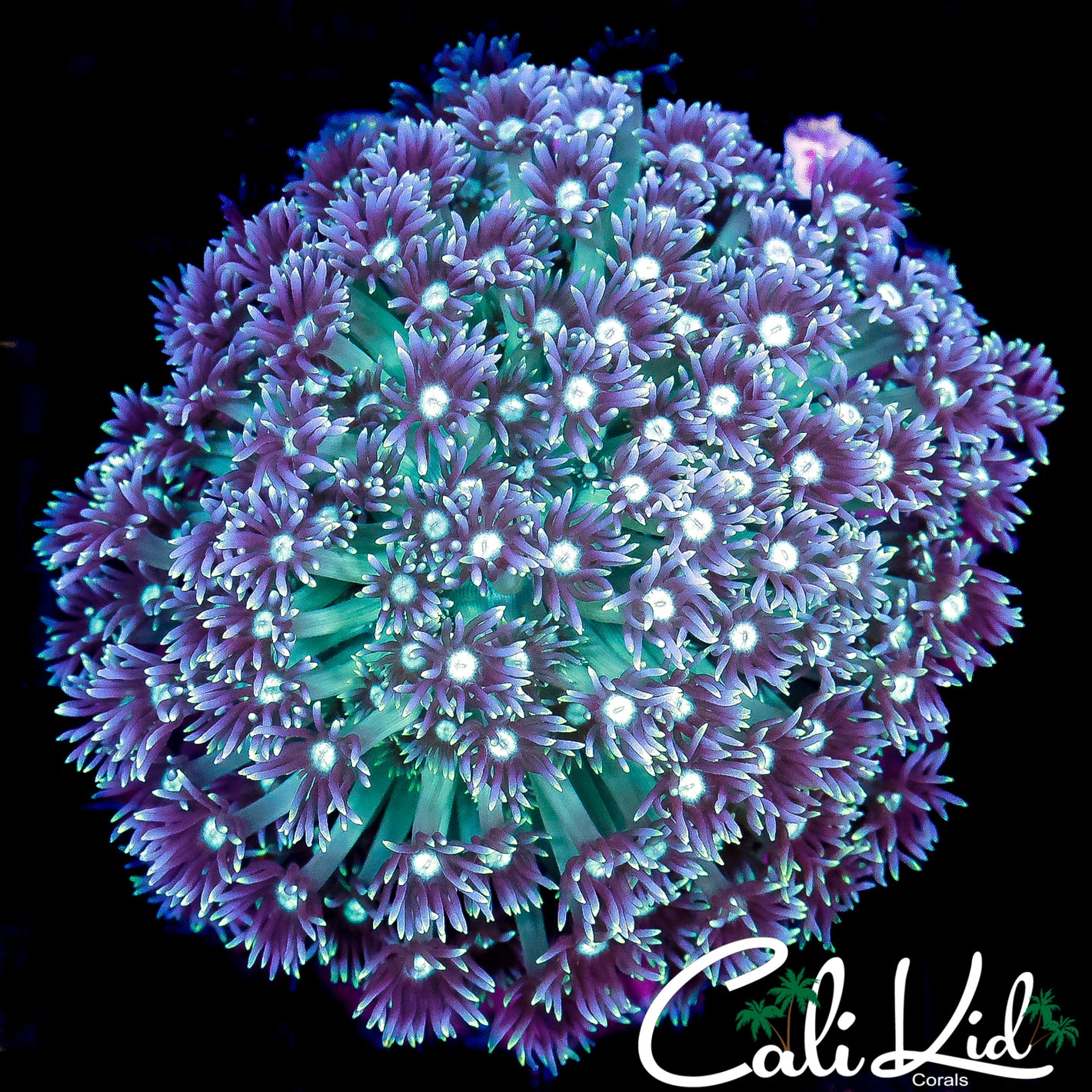 TRI COLOR GONIAPORA COLONY