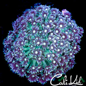 TRI COLOR GONIAPORA COLONY