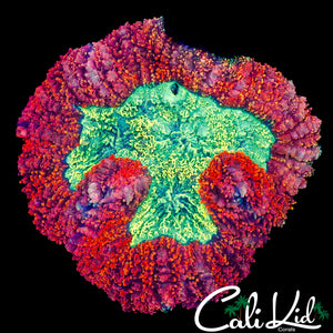 FLAME RIM SYMPHYLLIA