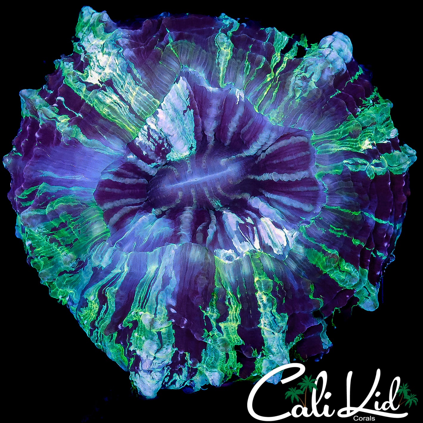 PURPLE SPLATTER MEAT CORAL