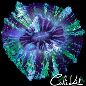 PURPLE SPLATTER MEAT CORAL