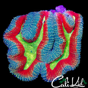 AMAZING CLOWN EYES SYMPHYLLIA (SUPER BRIGHT)