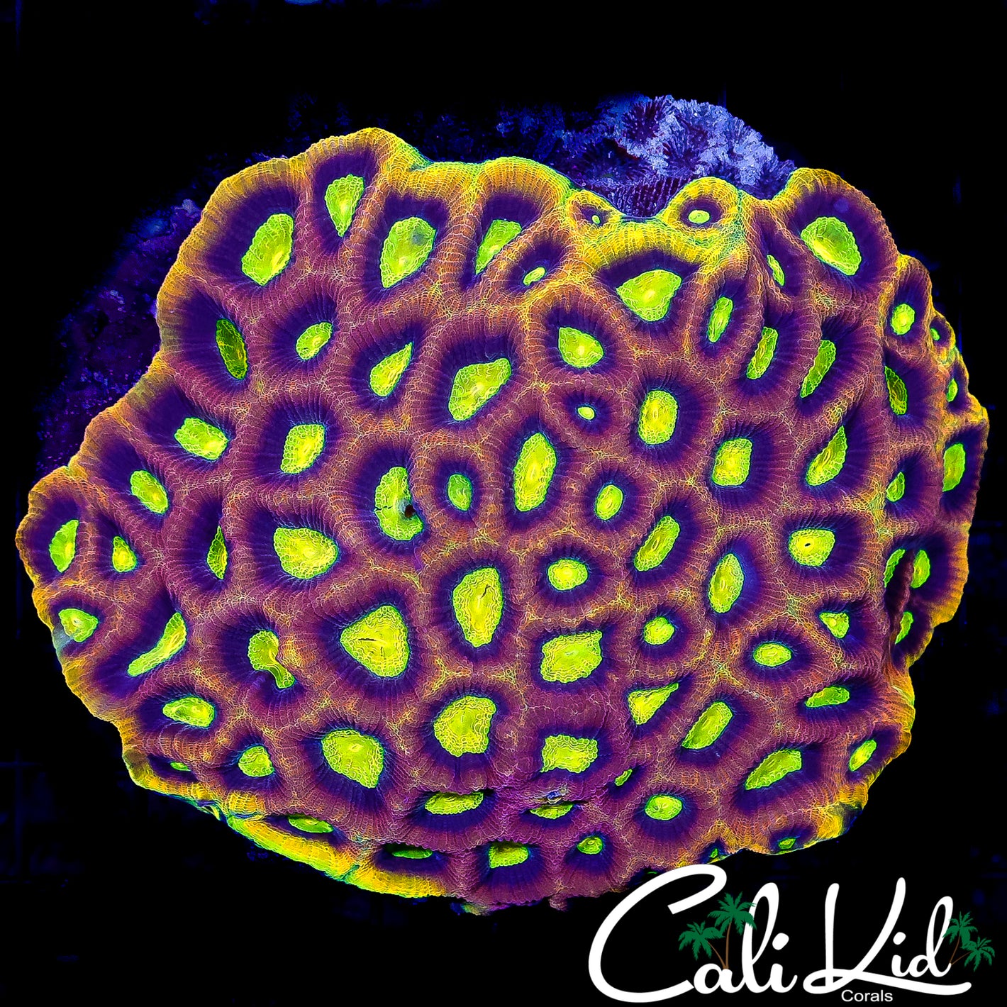 XL CK DRAGON SOUL FAVIA COLONY