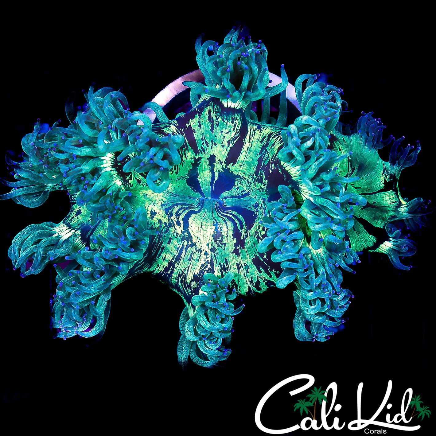 TWILIGHT ZONE ELEGANCE