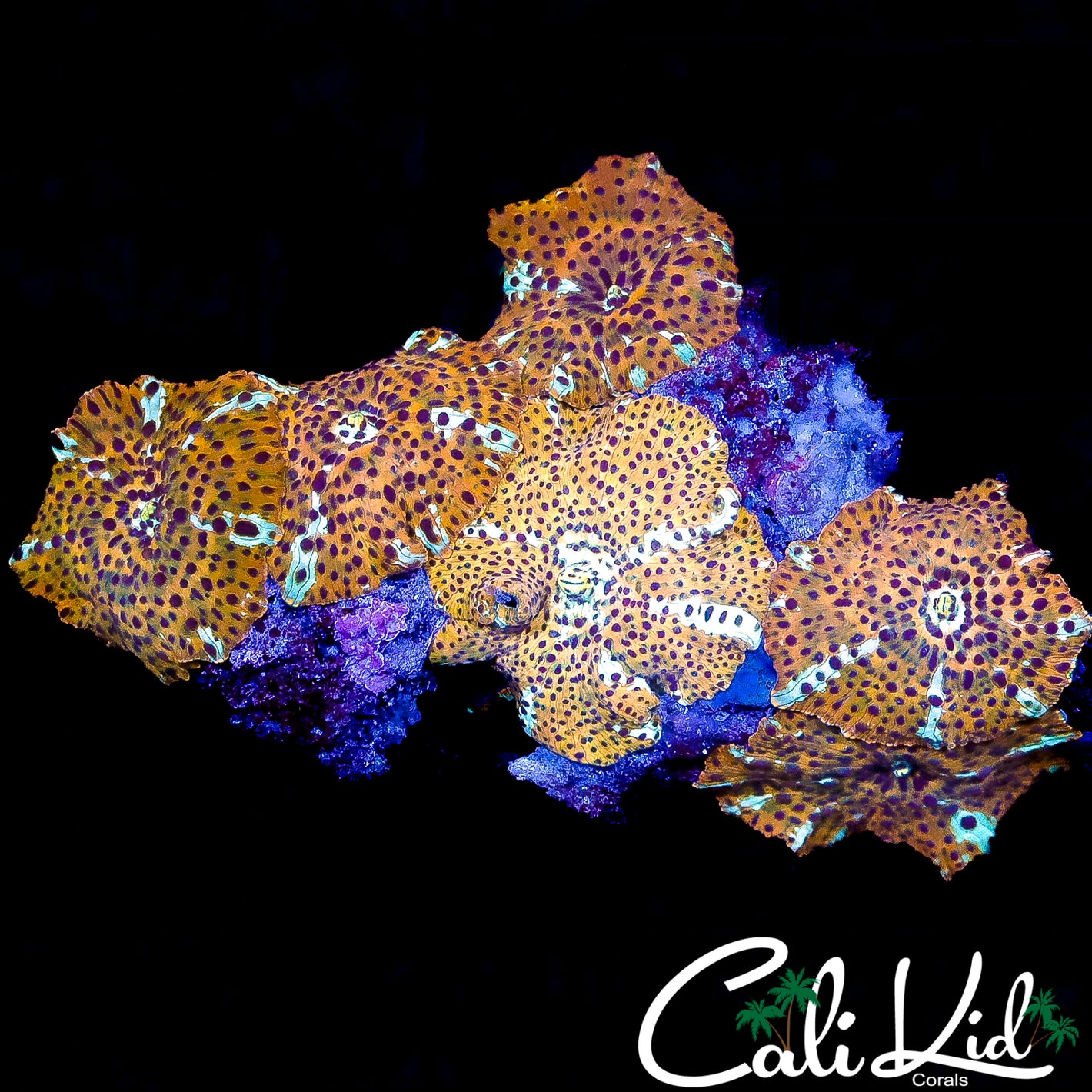 LEOPARD SKIN DISCO SHROOM ROCK