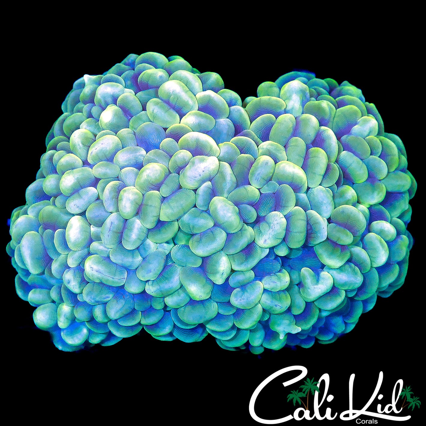 XL GHOST BUBBLE COLONY