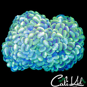 XL GHOST BUBBLE COLONY