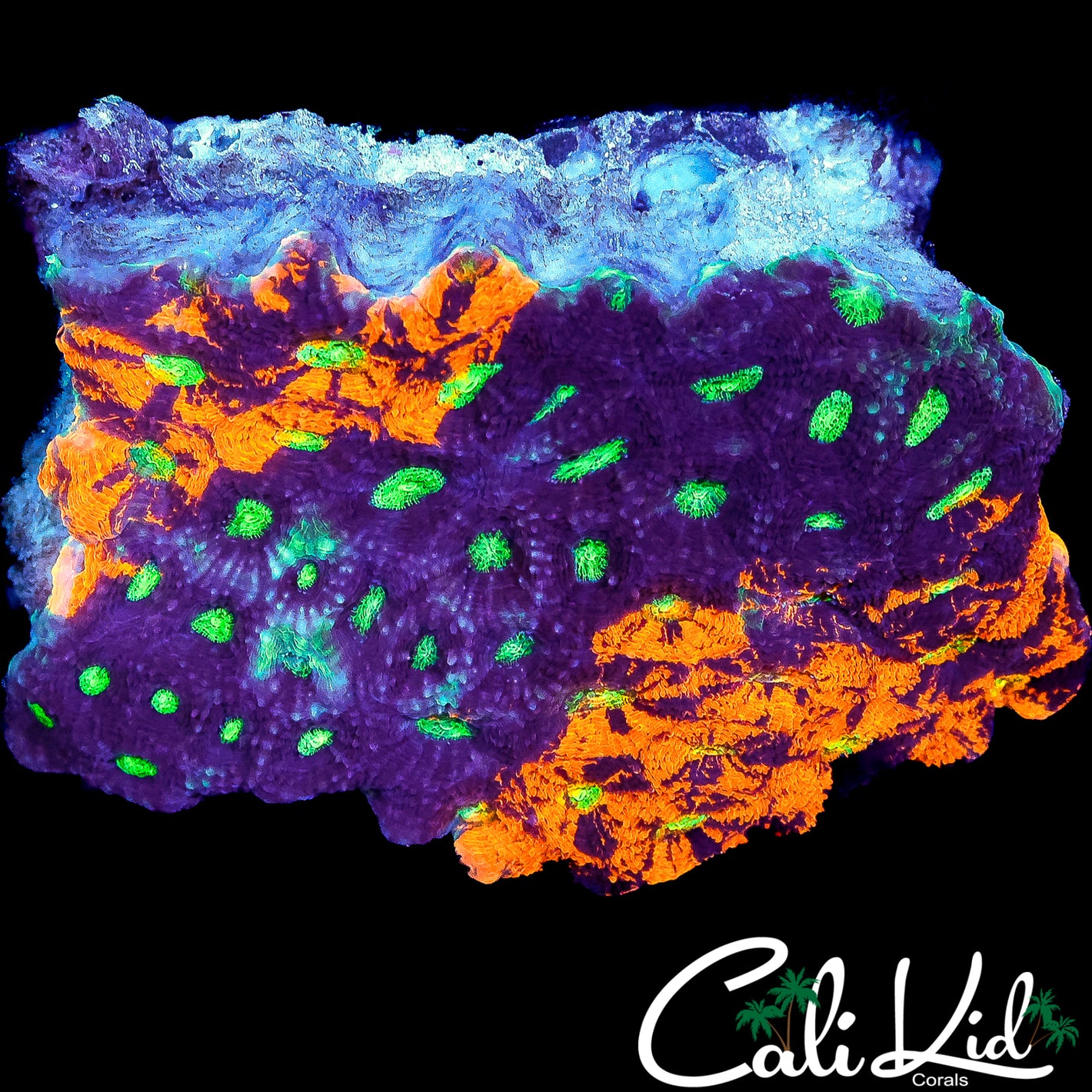 CK RAINBOW EYE ECHINATA COLONY