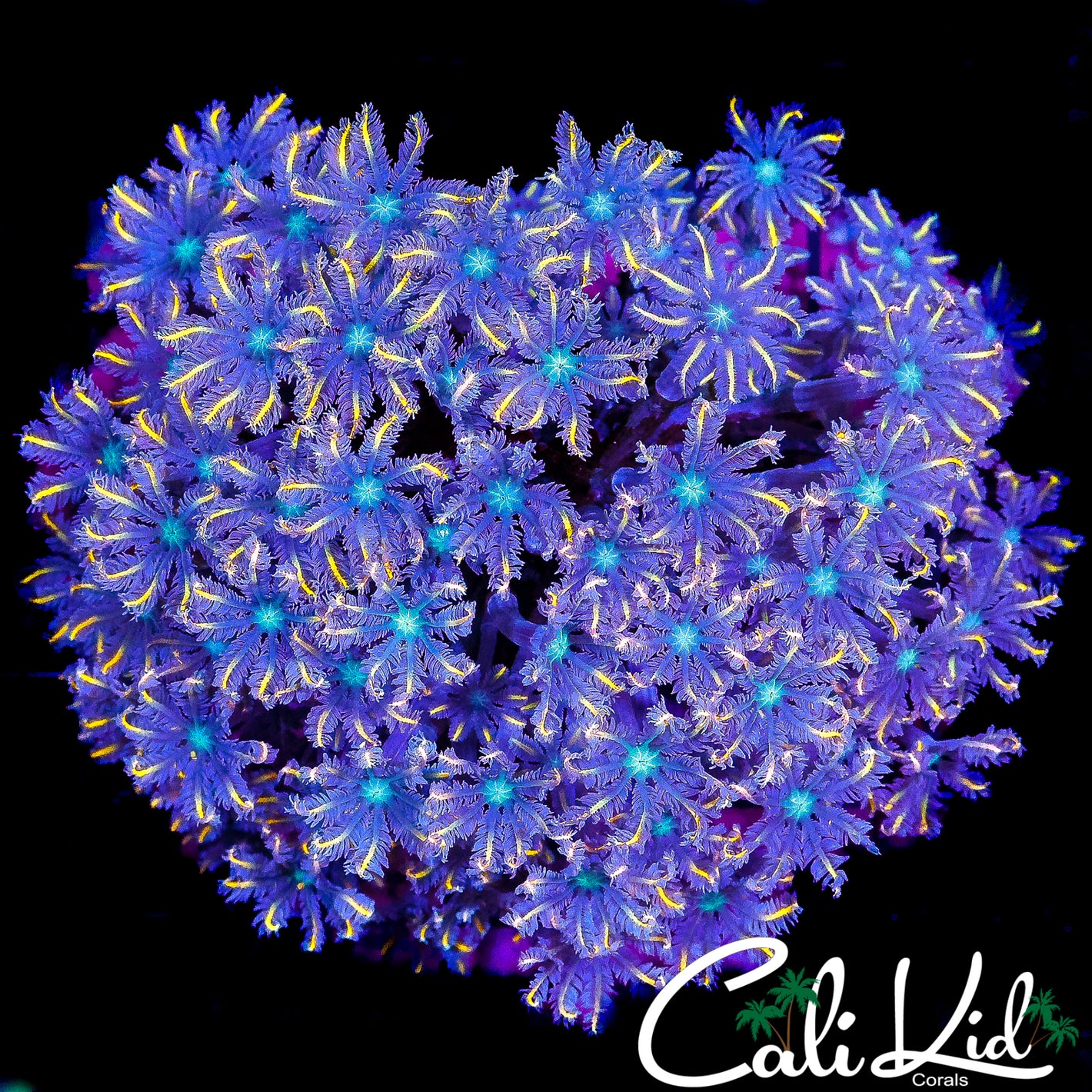 ULTRA RAINBOW CLOVES COLONY