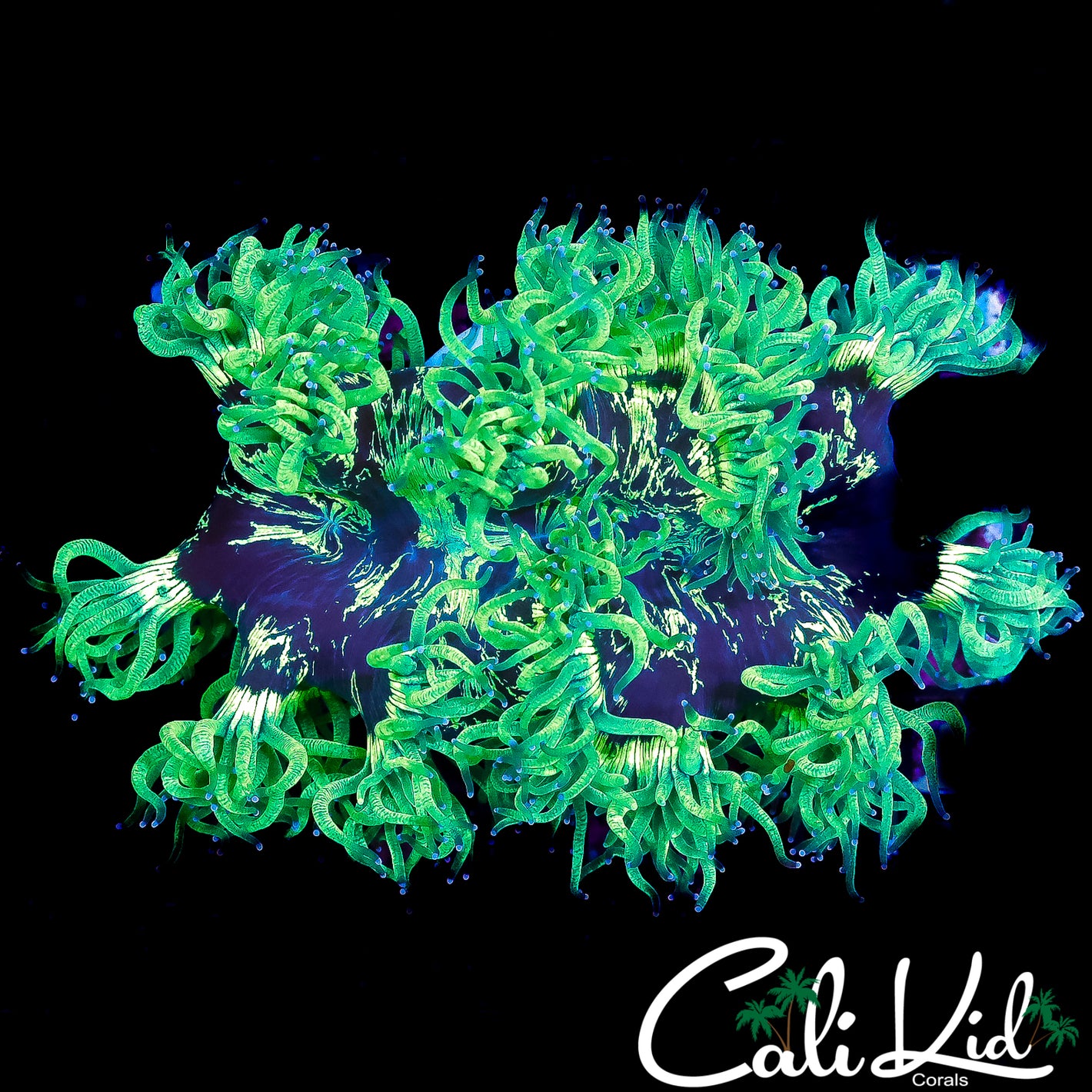 DARK SPLATTER ELEGANCE