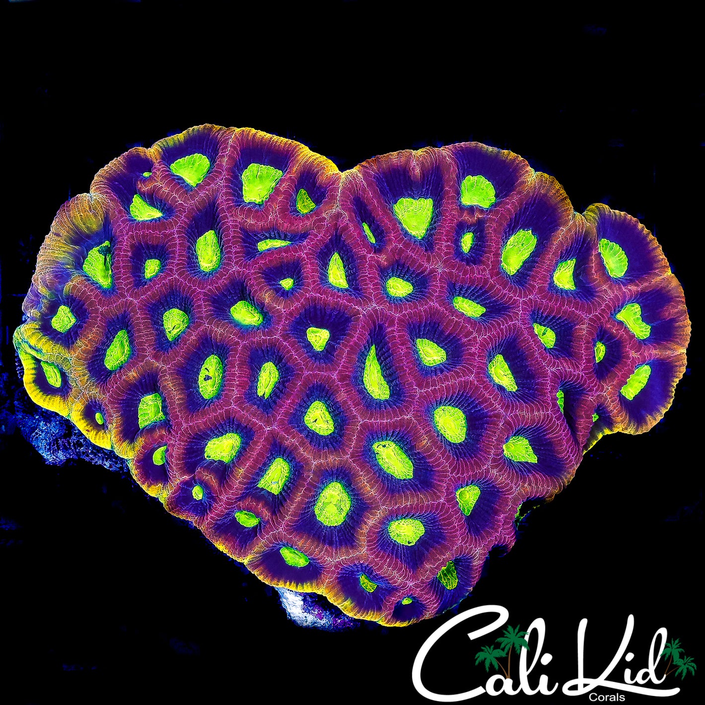 XL DRAGON SOUL FAVIA COLONY