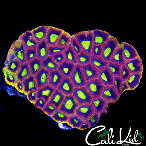 XL DRAGON SOUL FAVIA COLONY