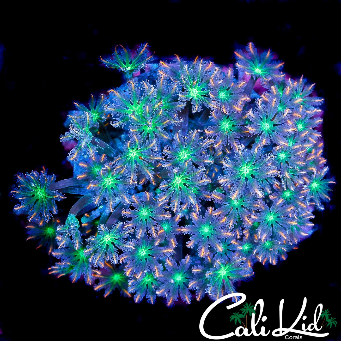 ORANGE TIP CLOVES COLONY