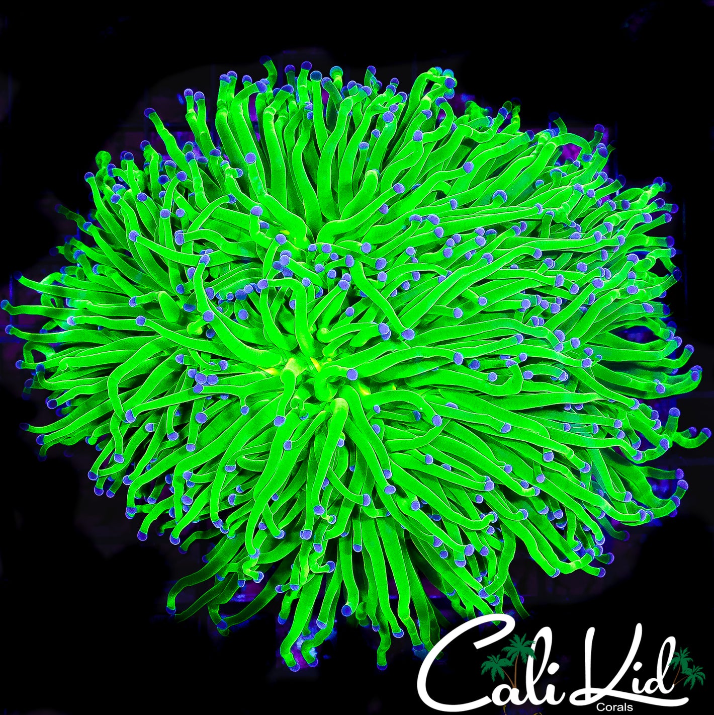 SHOW SIZE HOLY GRAIL TORCH COLONY (MULTIPLE HEADS)