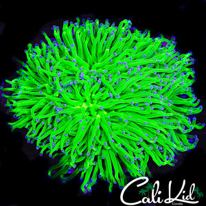 SHOW SIZE HOLY GRAIL TORCH COLONY (MULTIPLE HEADS)