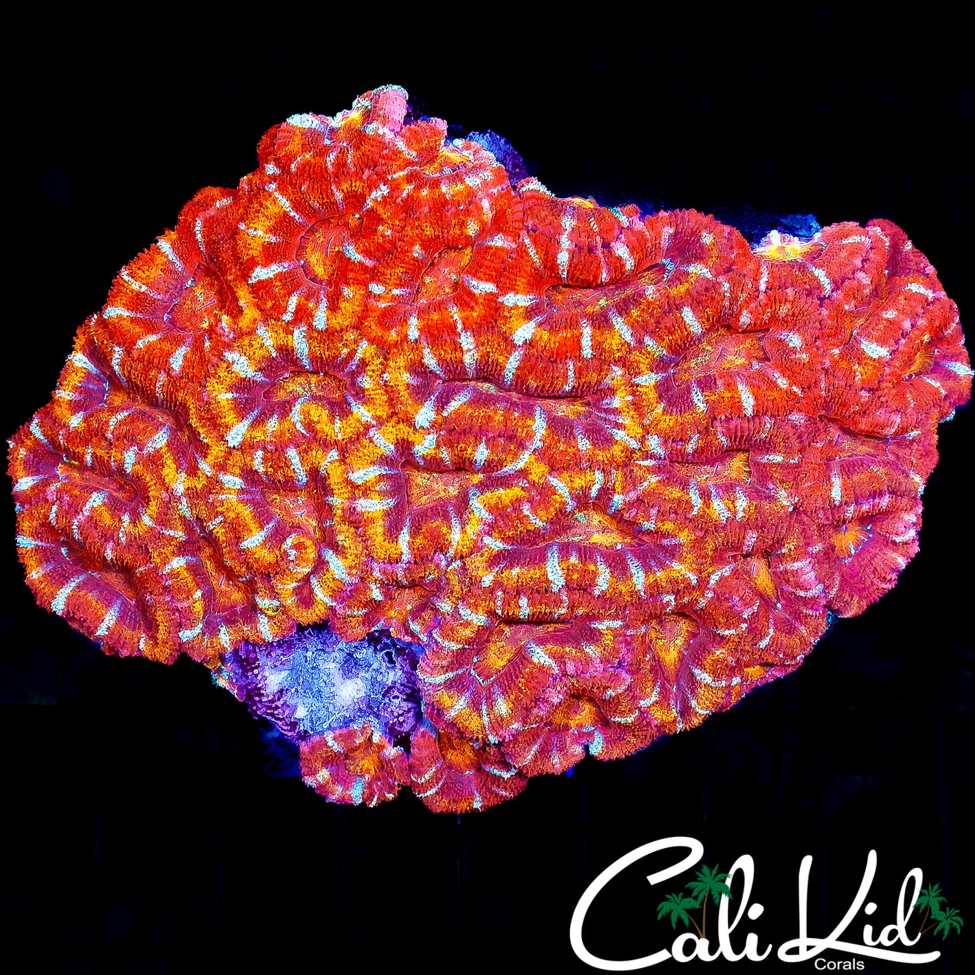 ULTIMATE RAINBOW ACAN COLONY