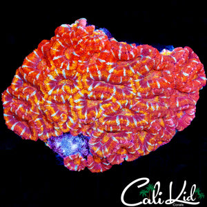 ULTIMATE RAINBOW ACAN COLONY