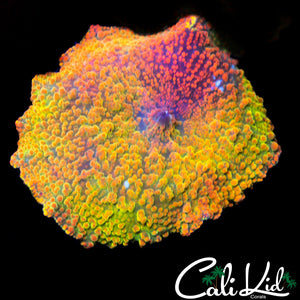 VERY RARE RAINBOW JAWBREAKER