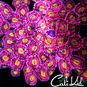 CK Cherry Blossom Zoa