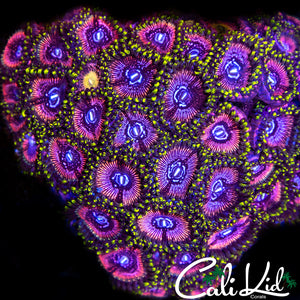 WWC Black Orchid Zoa