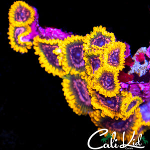 JF Acid Reflux Zoa