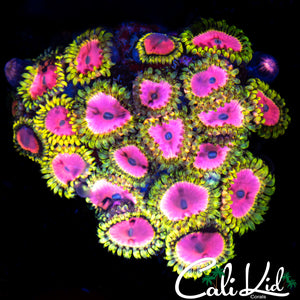 RRU Pink Diamond Zoa