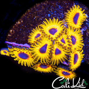 Great Owl Zoa